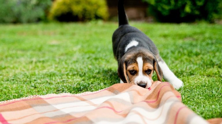 Những Token Defi bị “vạch trần”?