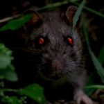 electrorat