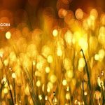 bitcoin-phep-thuat-cua-ty-le -vang-hinh-cover