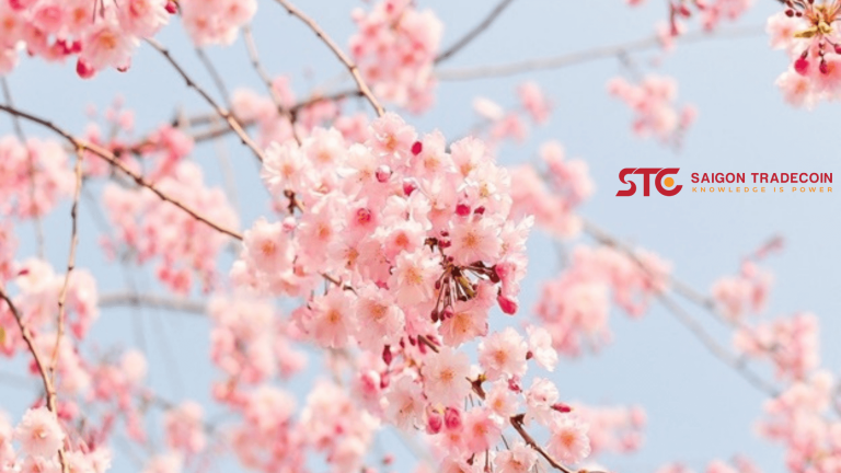 Nhà đầu tư có thể trông đợi vùng giá nào của Solana?