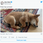 shiba