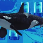 20200617_Whale-Alert-1200×675